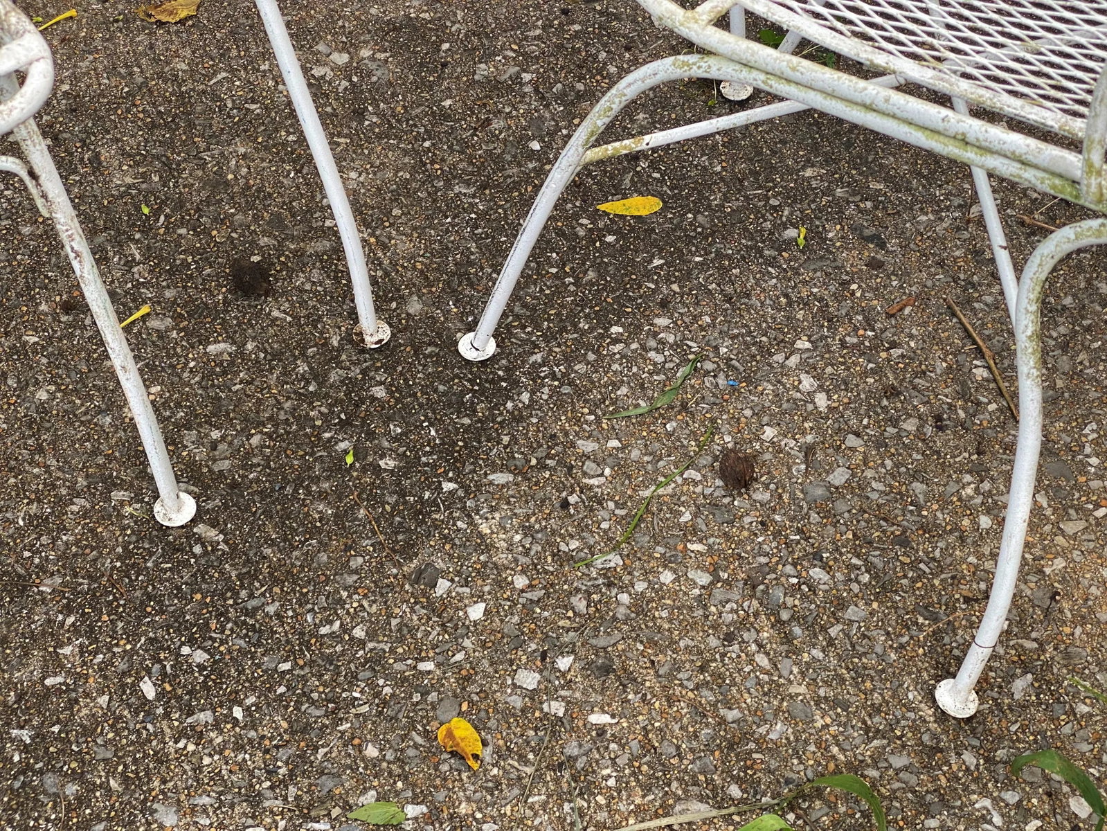 Woodard Maple Leaf Wrought Iron Arm Chairs Set of 4 - 10