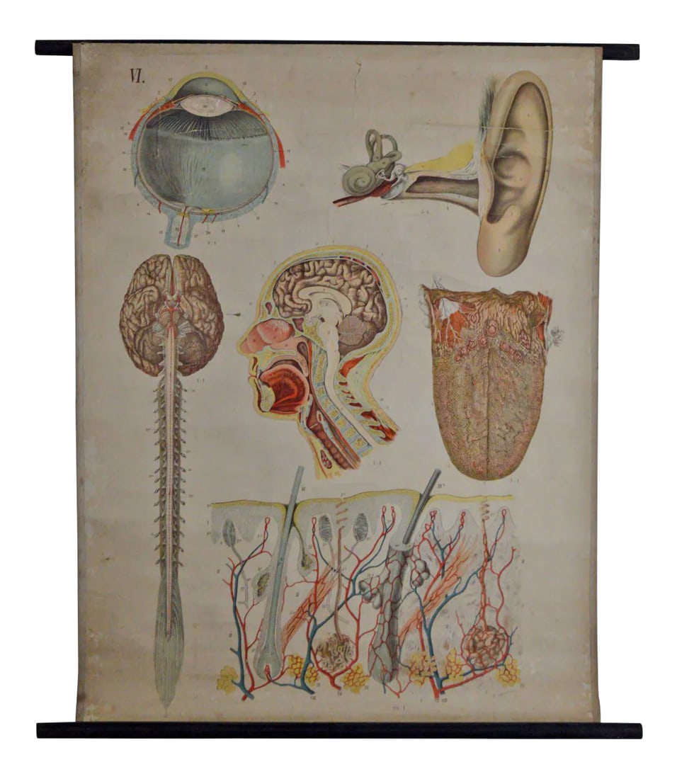 Vintage Swedish E. Hoelemann Antique Anatomical Chart: A great antique anatomical chart depicting the different sense organs. the chart is sheet number VI as part of the architecture of human anatomy issued by E.Hoelemann ca.1908, Meinhold