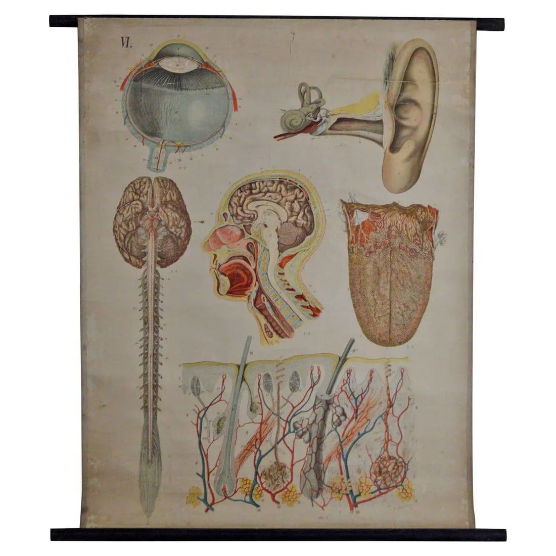 Vintage Swedish E. Hoelemann Antique Anatomical Chart - 2