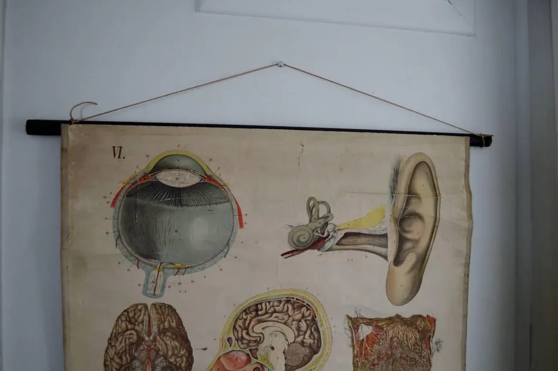 Vintage Swedish E. Hoelemann Antique Anatomical Chart - 7