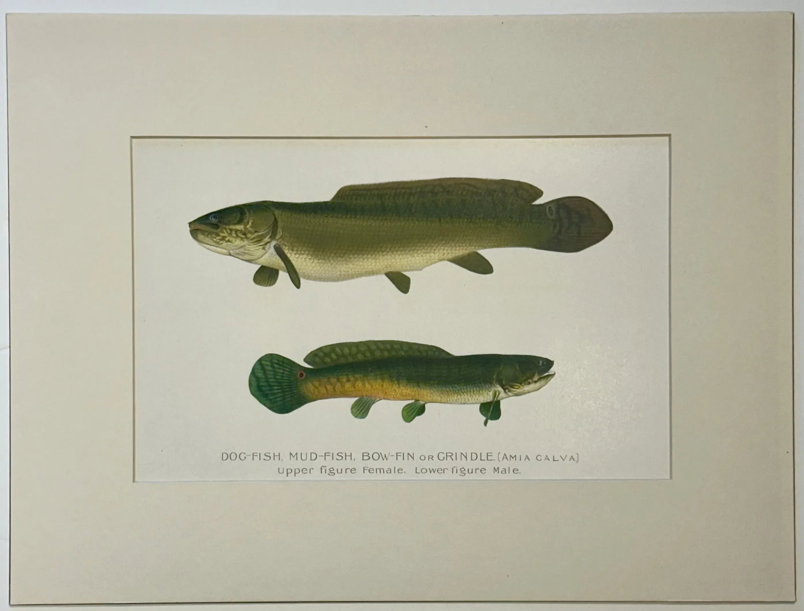 Dogfish Male & Female, Circa 1903 - 2