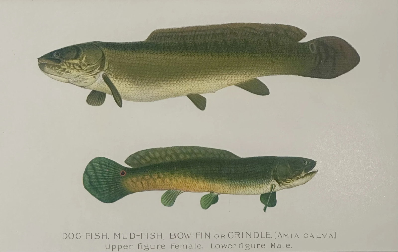 Dogfish Male & Female, Circa 1903 - 3