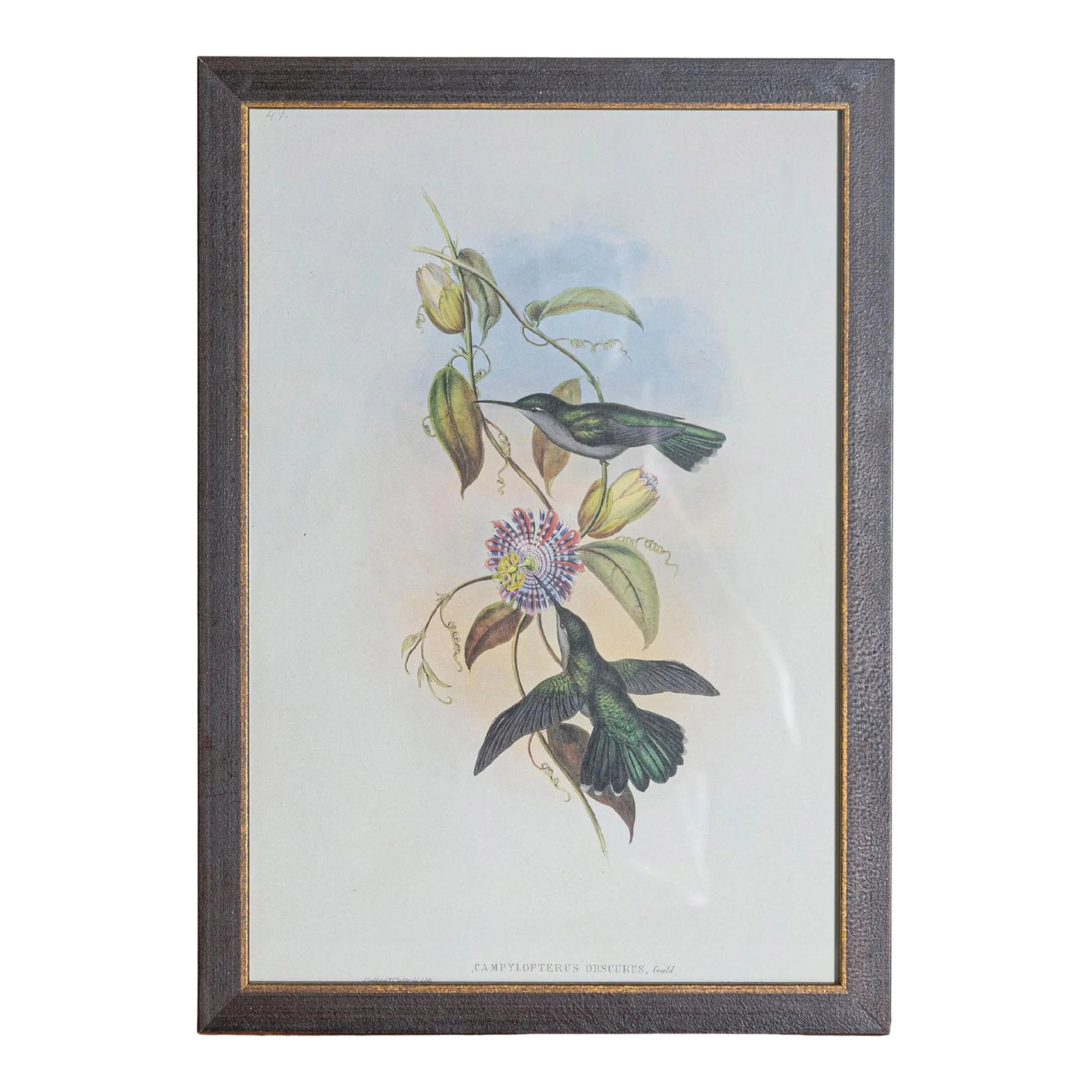 19th Century Bird Print - One of 24 (1 of 5)