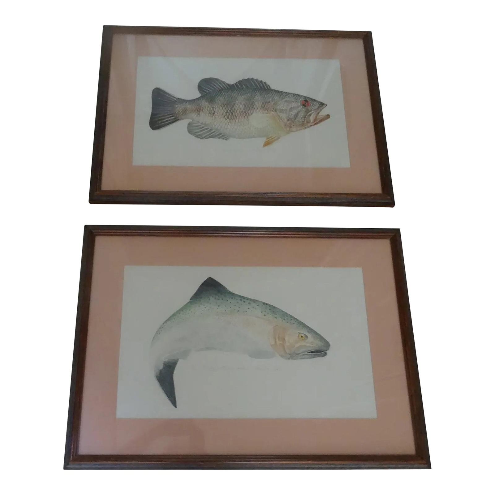 Late 20th Century Limited Edition Fish Lithographs a Pair, Framed: A fine pair of beautiful custom framed Lithogrpahs from Artist Larry Sanford, signed and numbered. From an addition of 200, small mouth bass and jumping salmon. See pictures to determine color of fram