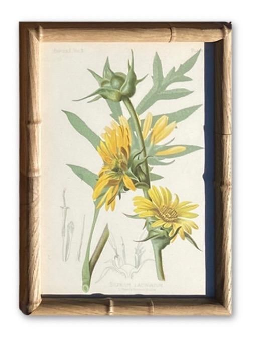 Framed Antique Chromolithographs Set of 7 From "Wild Flowers of America", Series II Volume Ii, L. Pr - 3