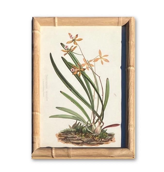 Framed Antique Chromolithographs Set of 7 From "Wild Flowers of America", Series II Volume Ii, L. Pr - 4