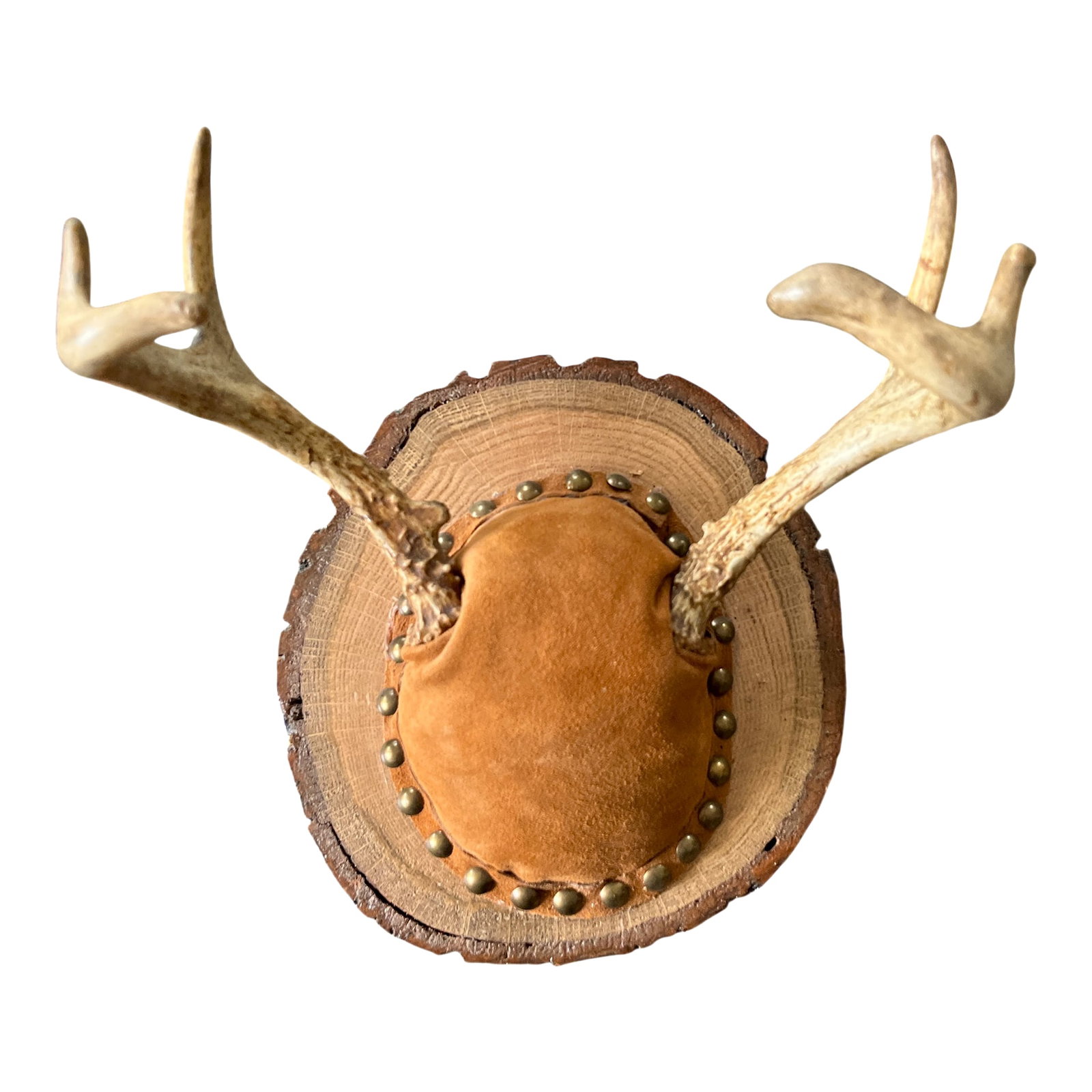 Vintage Mounted Deer Antlers on Live-Edge Wood Plaque: A striking pair of authentic deer antlers mounted on a thick live-edge wood slab, finished with a warm suede-wrapped skull cap and brass stud detailing. The natural textures"”bone, hide, and