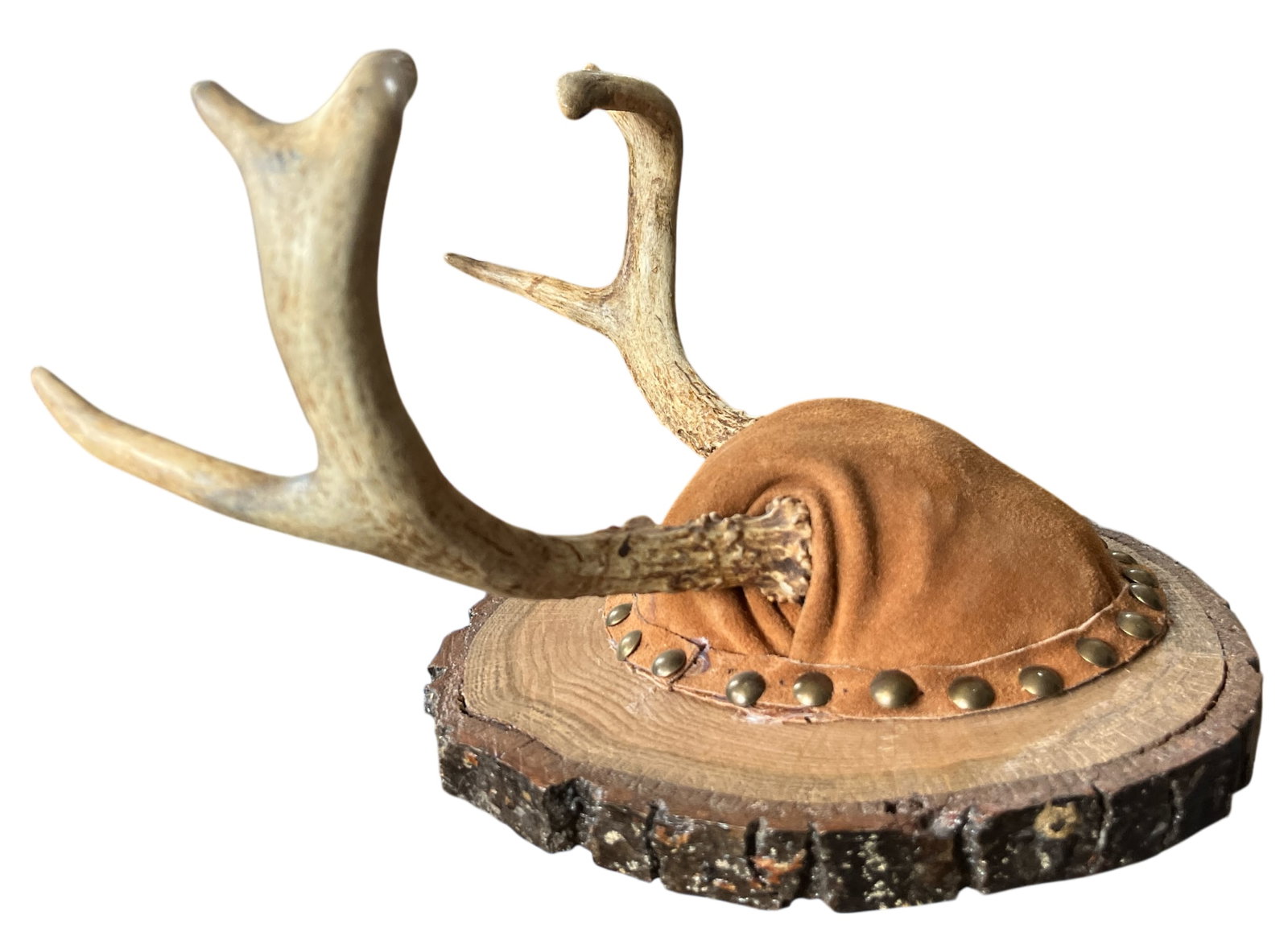 Vintage Mounted Deer Antlers on Live-Edge Wood Plaque - 3