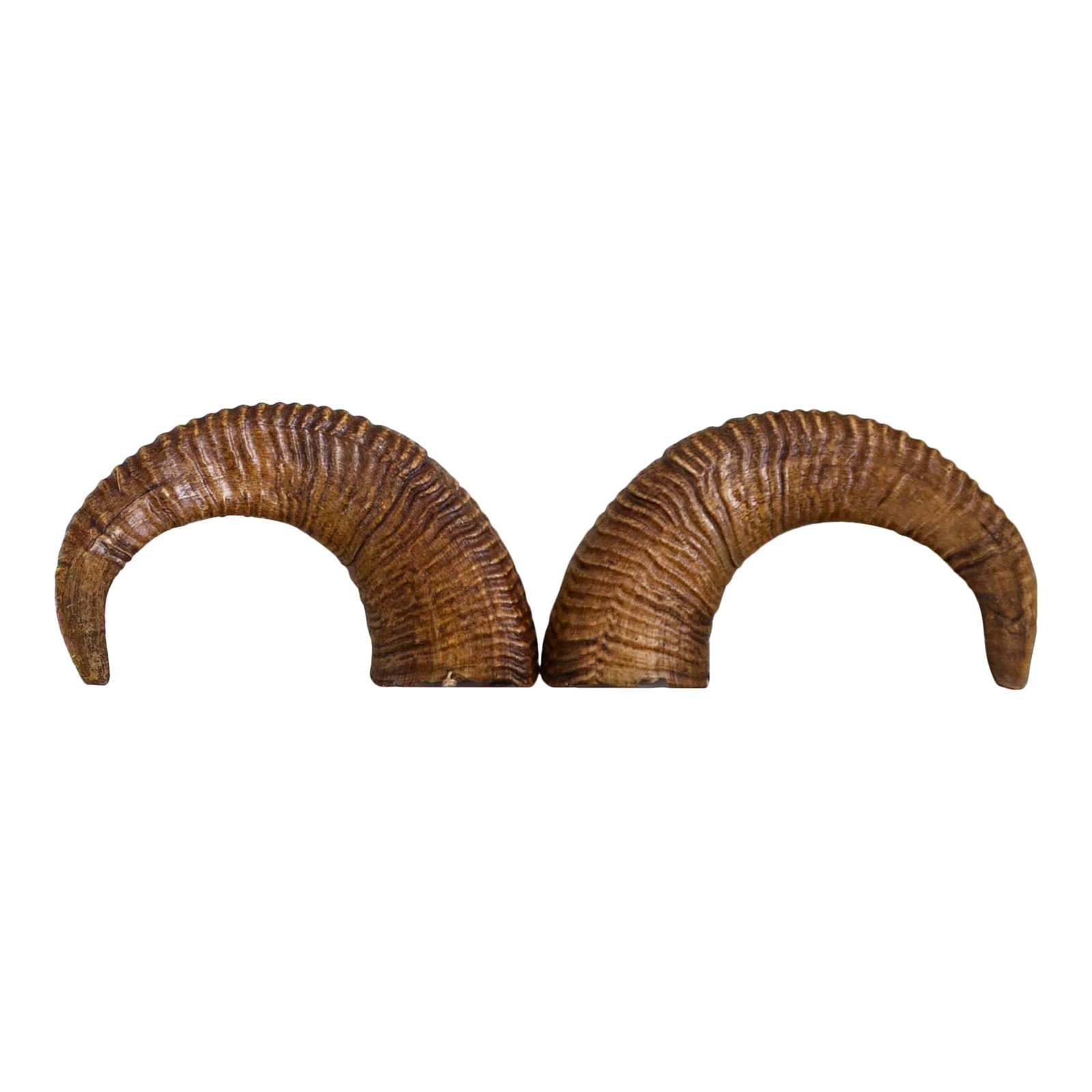 Pair of Natural Taxidermy Waxed Ram Horns: This pair of ram horns provides a natural sculptural element for your room. They can be mounted in many ways or casually displayed as-is. They have been waxed to preserve their strength and beauty,