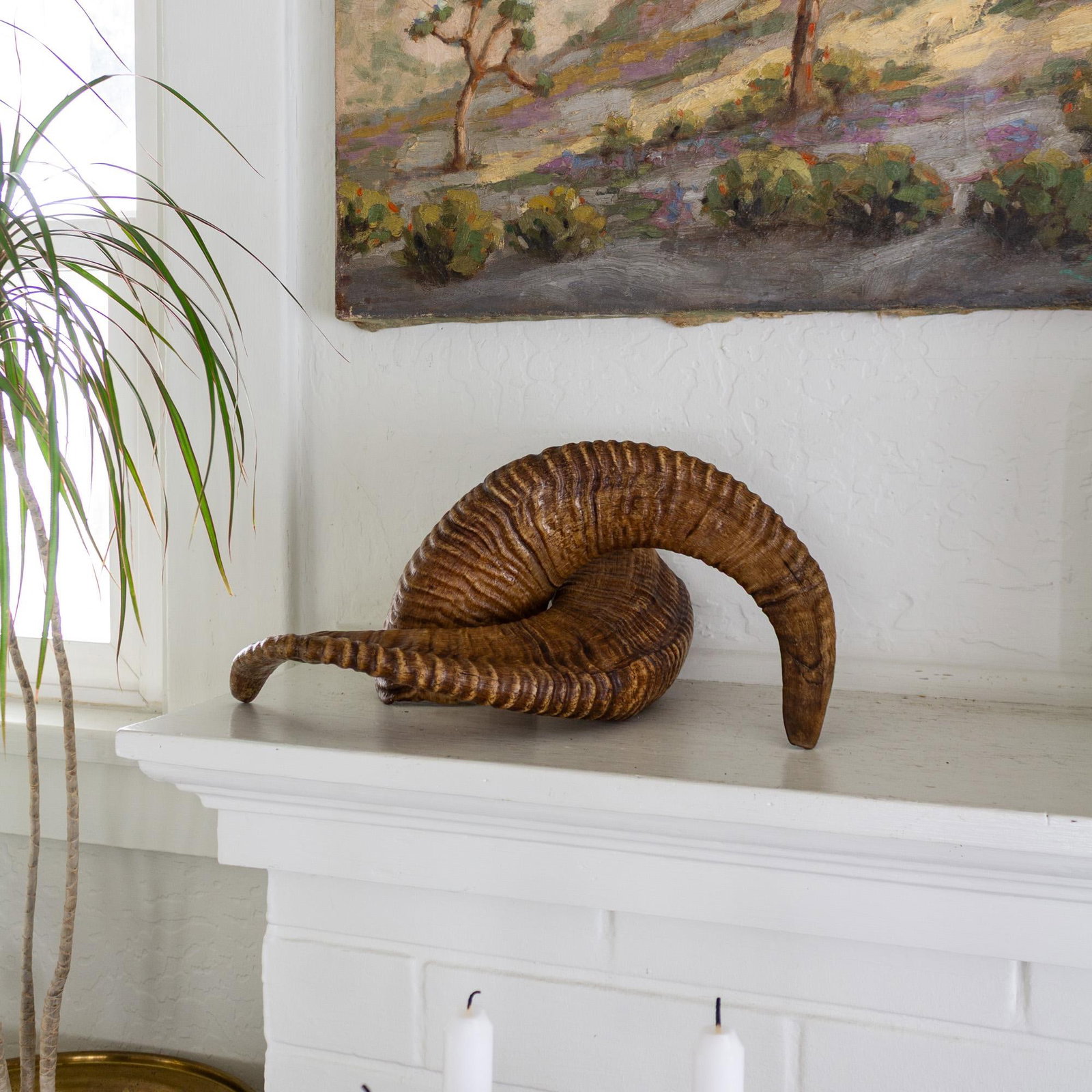 Pair of Natural Taxidermy Waxed Ram Horns - 3