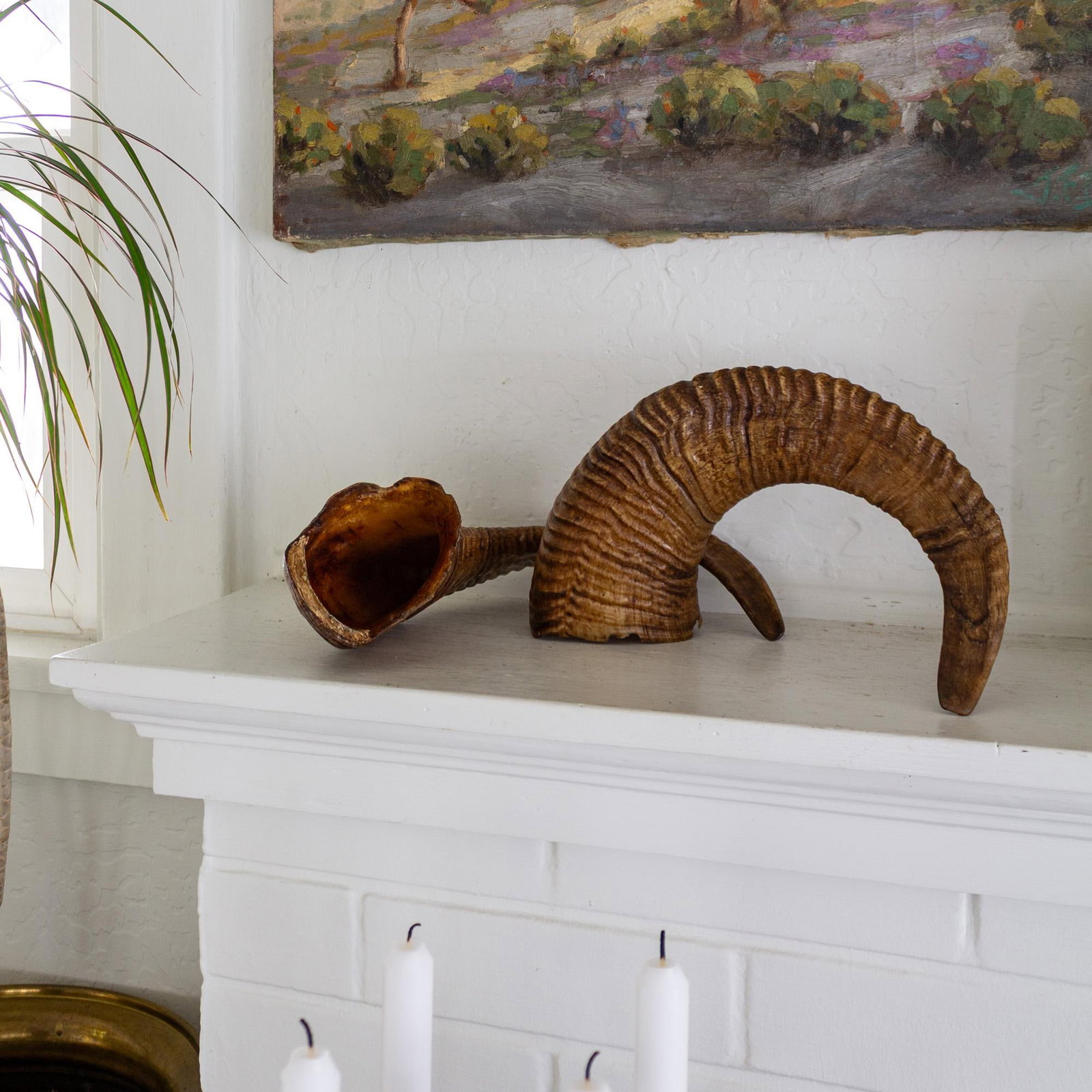 Pair of Natural Taxidermy Waxed Ram Horns - 5