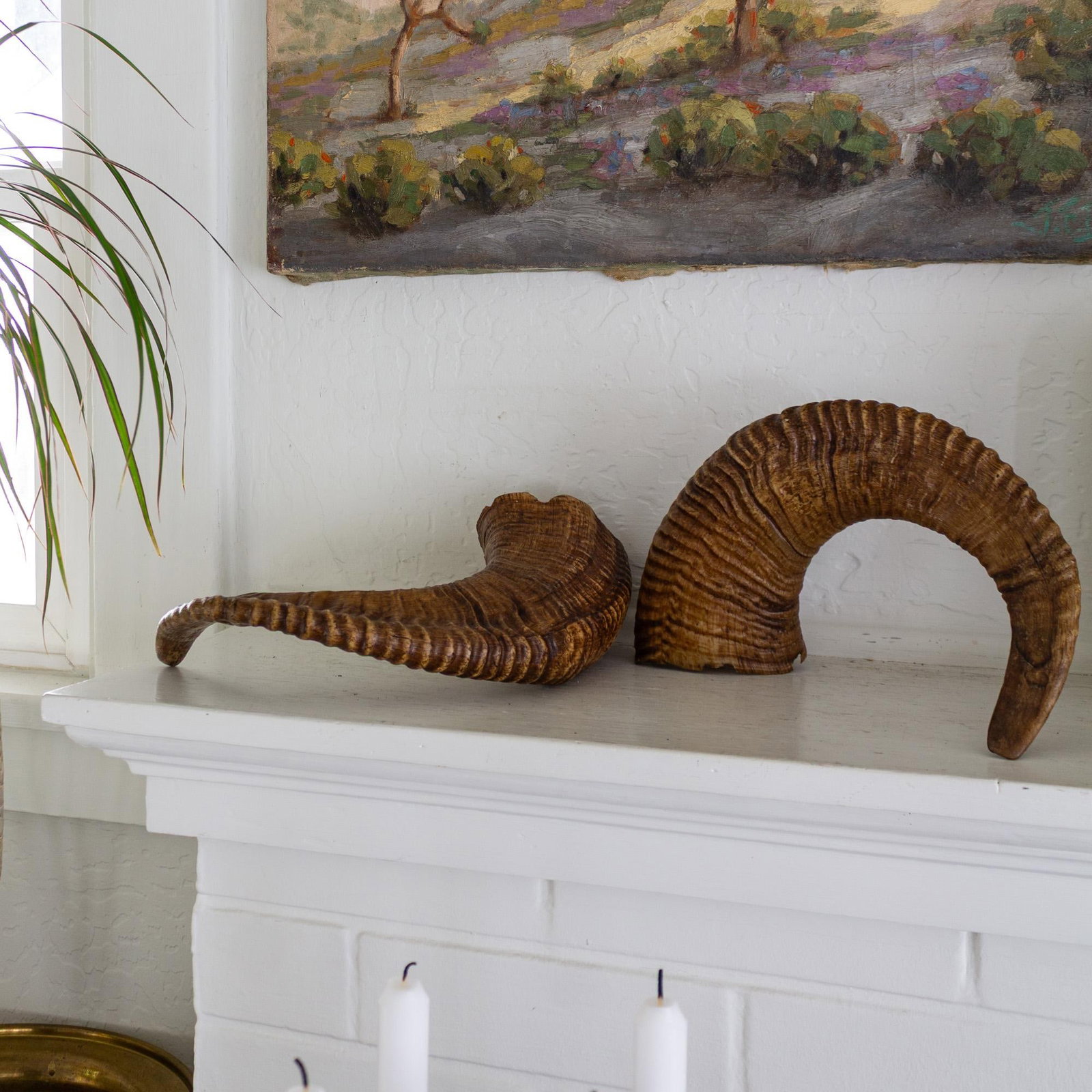 Pair of Natural Taxidermy Waxed Ram Horns - 7