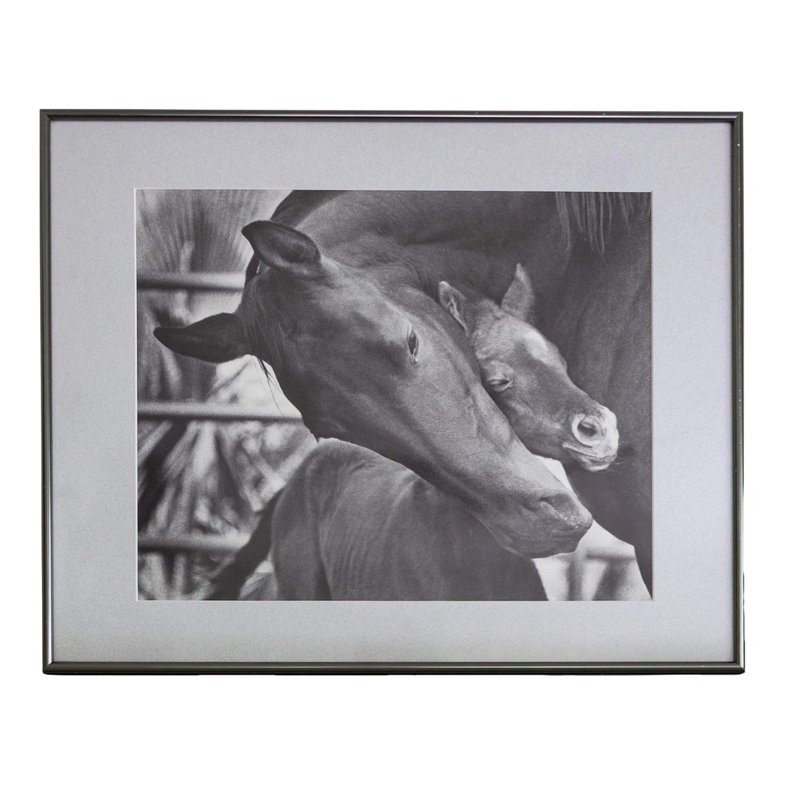 Black and White Equestrian Photography Mare Horse and Baby Foal: This large black and white photograph captures a tender moment of a mother horse nuzzling her baby foal"”a lovely piece of modern art for the equestrian. The photo is preserved under clear