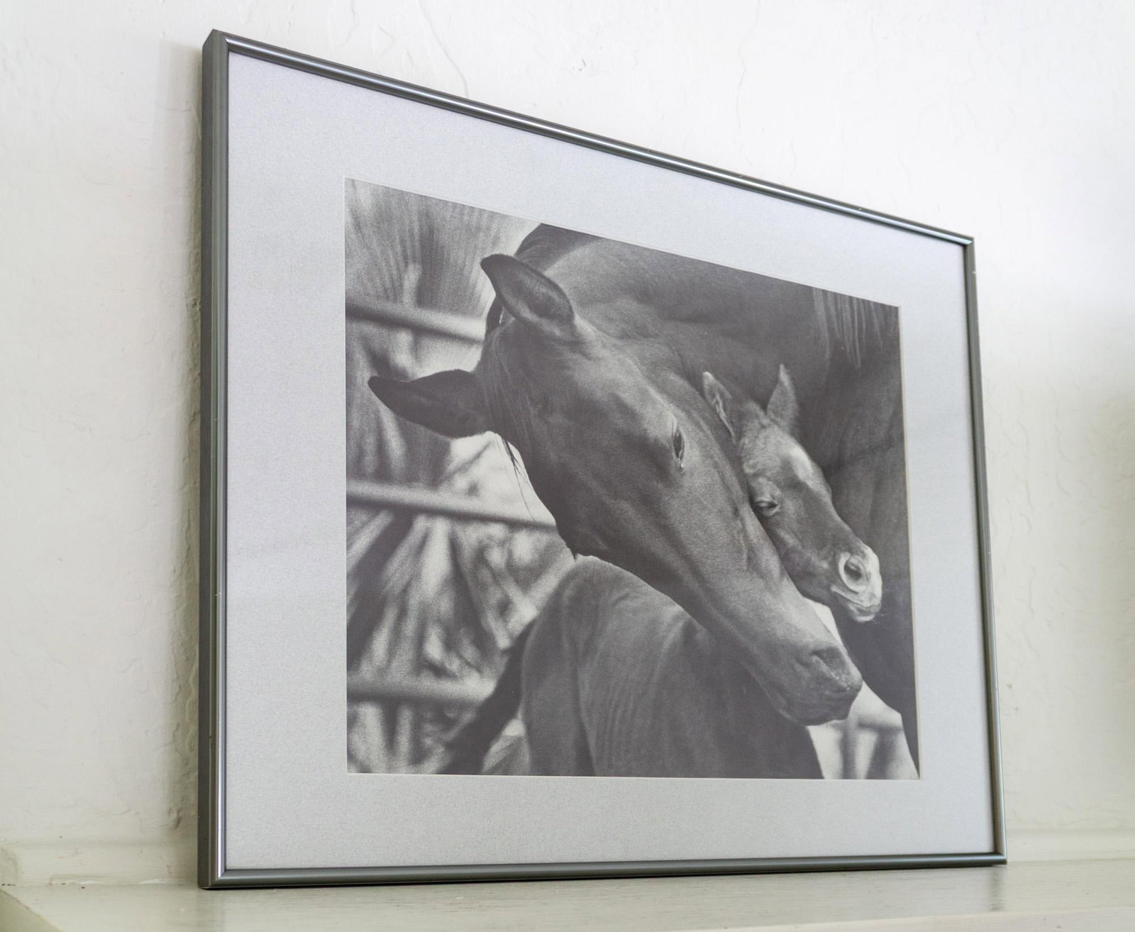 Black and White Equestrian Photography Mare Horse and Baby Foal - 4