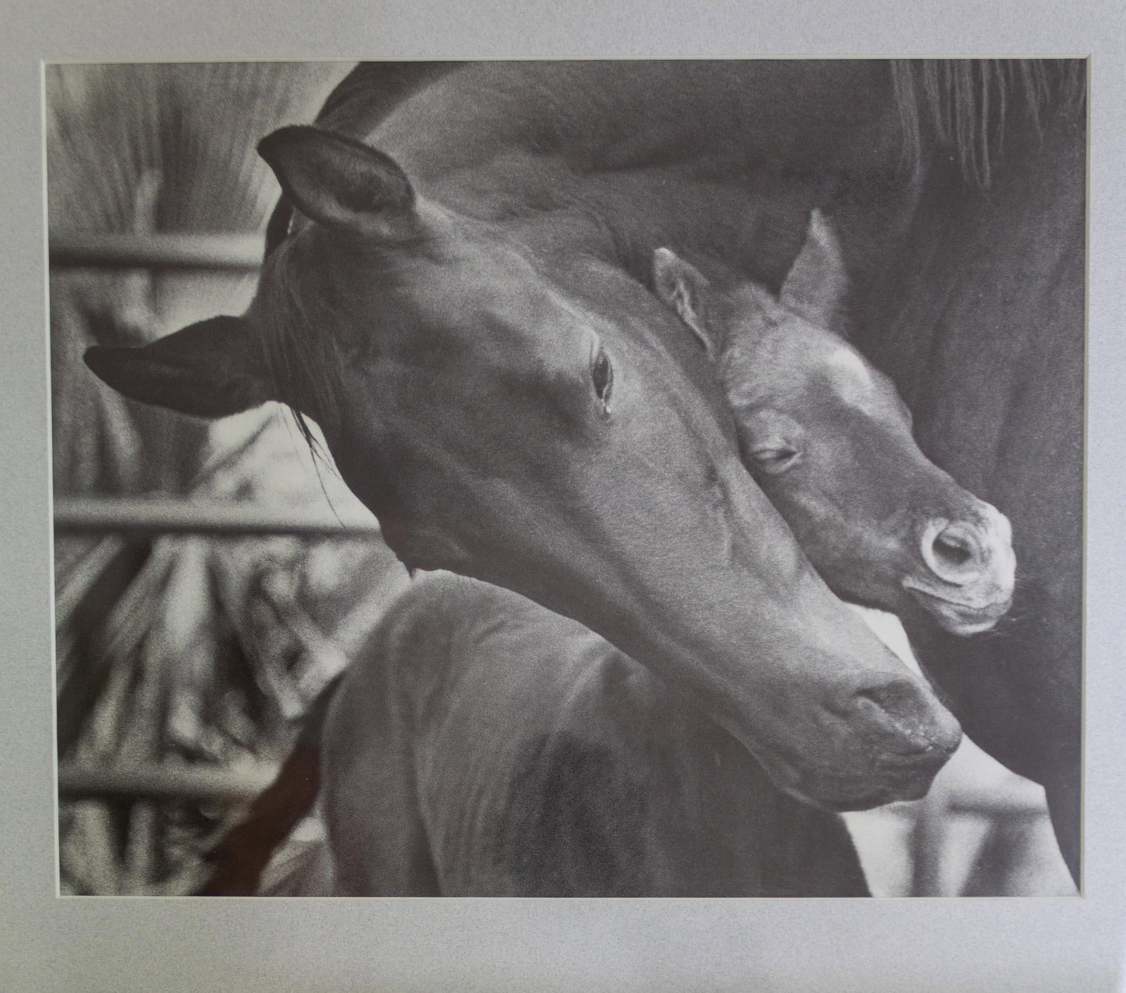 Black and White Equestrian Photography Mare Horse and Baby Foal - 5