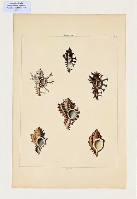 Murex & Cowrie Shell, Original Pair of Shell Engravings, 1810 - 3