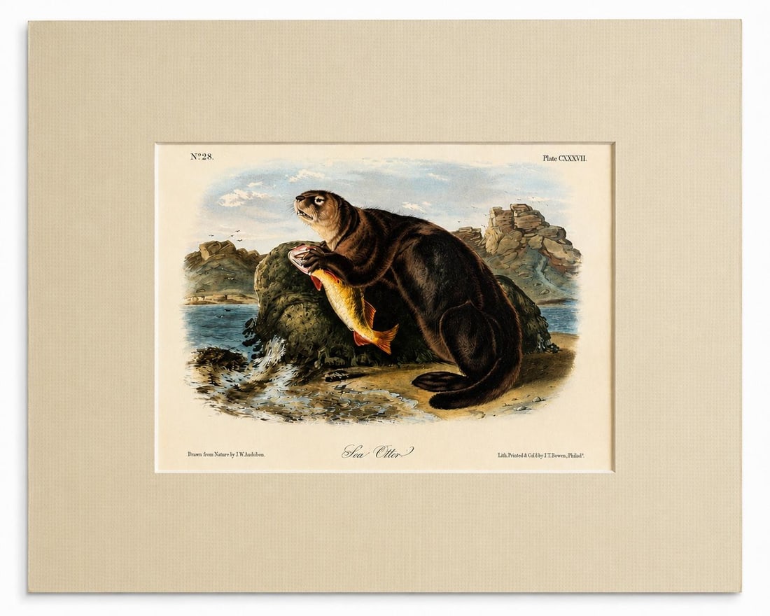 Sea Otter Original Lithograph by John James Audubon, 1849 (1st Edition) - 2