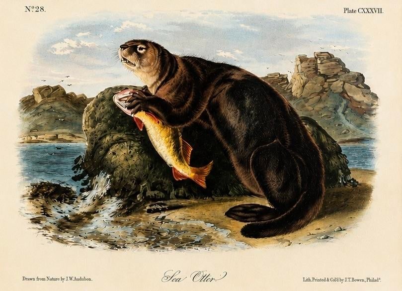 Sea Otter Original Lithograph by John James Audubon, 1849 (1st Edition) - 4