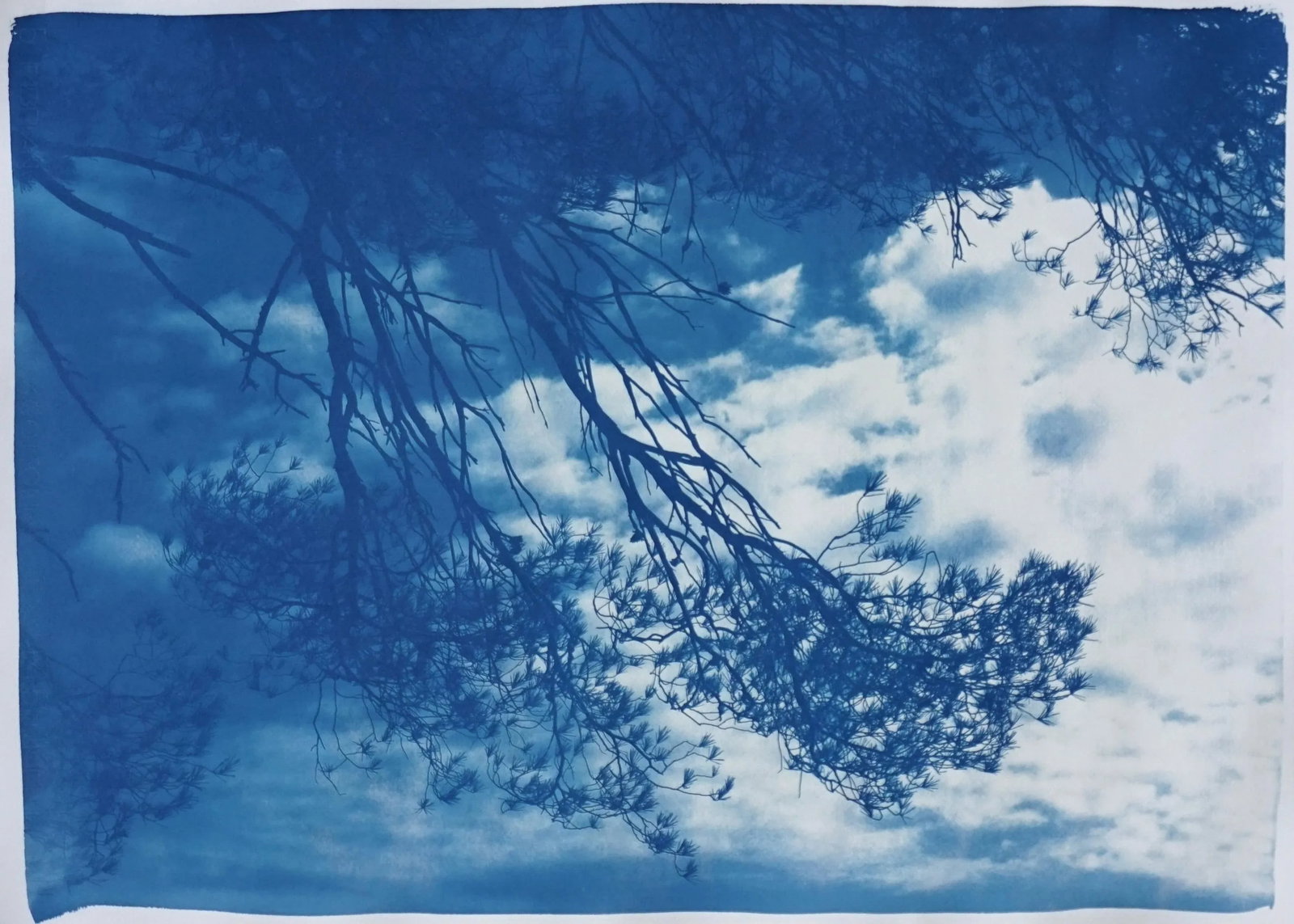 Malibu Pine Sea Vier 100x70cm, Hand Painted Cyanotype on Watercolor Paper, Limited Edition, Coastal - 11