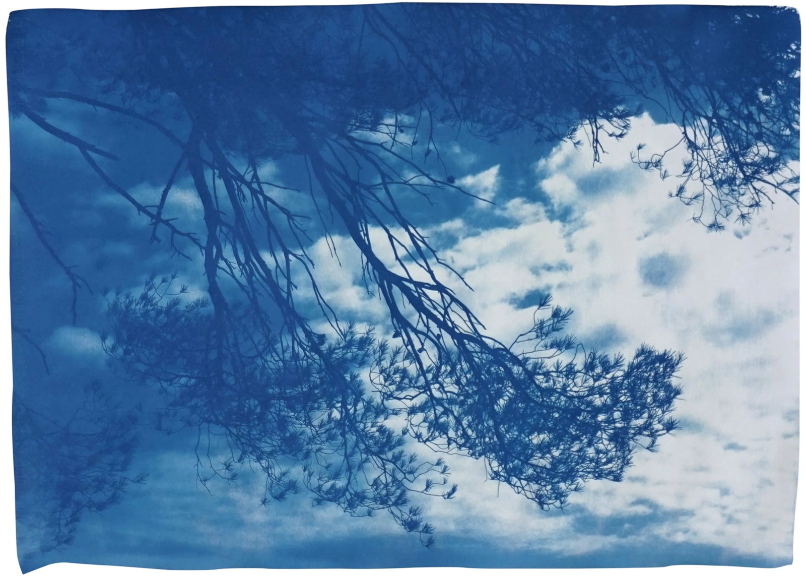 Malibu Pine Sea Vier 100x70cm, Hand Painted Cyanotype on Watercolor Paper, Limited Edition, Coastal: This is an exclusive and handprinted limited edition of a cyanotype. Details: + Title: "Malibu Pine Sea View" + Edition Size: only 50 + Stamped and Certificate of Authenticity provided. + The paper