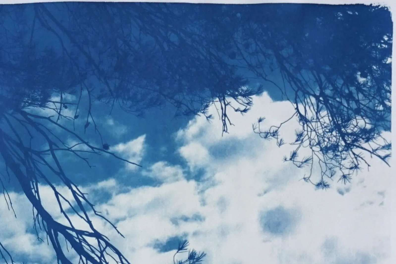 Malibu Pine Sea Vier 100x70cm, Hand Painted Cyanotype on Watercolor Paper, Limited Edition, Coastal - 4