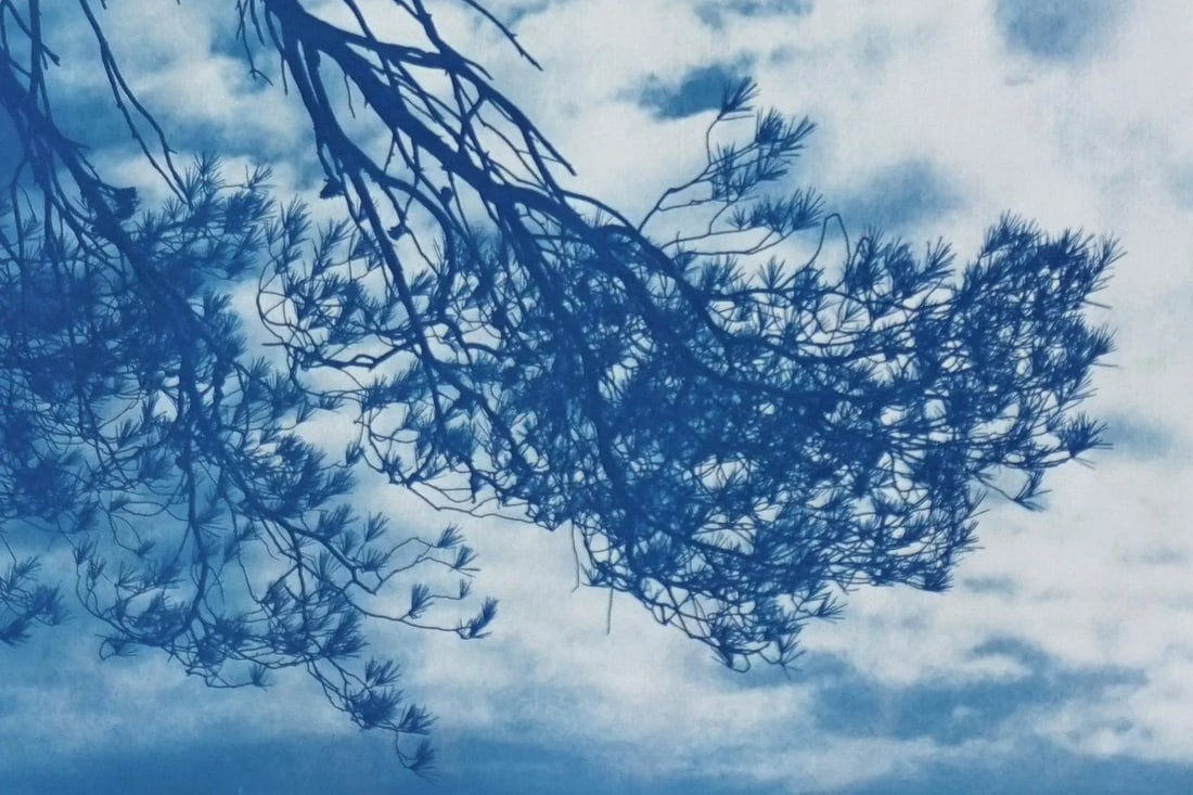 Malibu Pine Sea Vier 100x70cm, Hand Painted Cyanotype on Watercolor Paper, Limited Edition, Coastal - 6