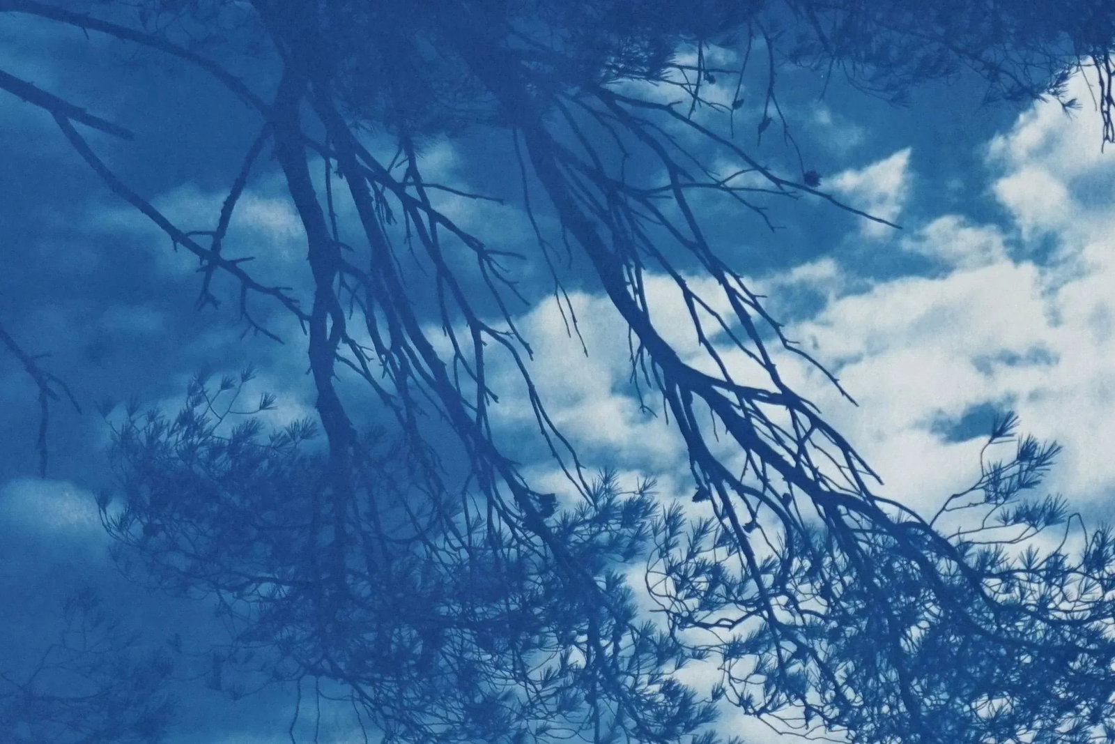 Malibu Pine Sea Vier 100x70cm, Hand Painted Cyanotype on Watercolor Paper, Limited Edition, Coastal - 7