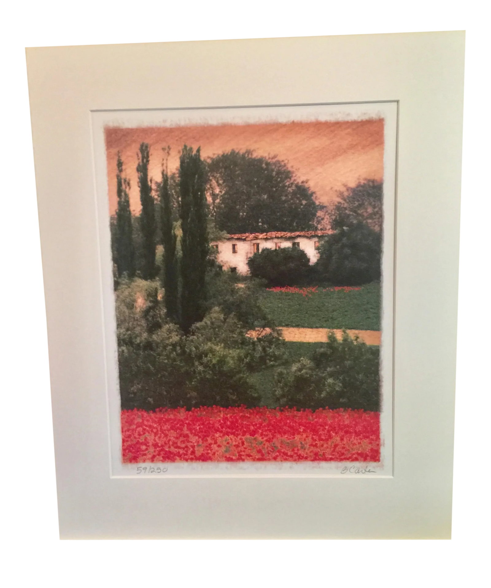 Tuscan Poppy Field and Cypress Trees Print Signed by Barbara Carter (1 of 12)