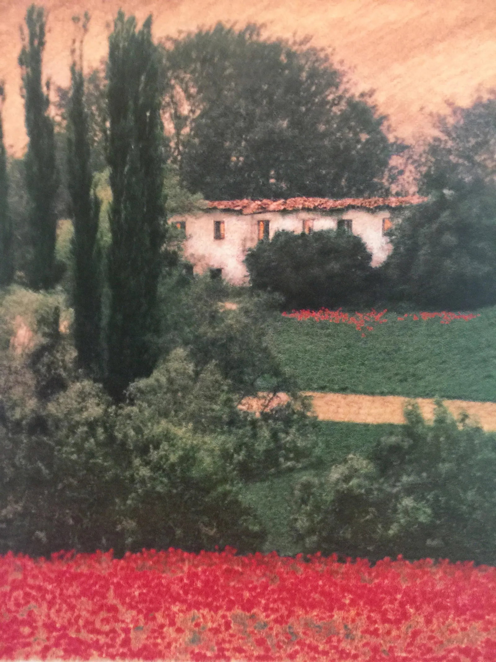 Tuscan Poppy Field and Cypress Trees Print Signed by Barbara Carter - 2