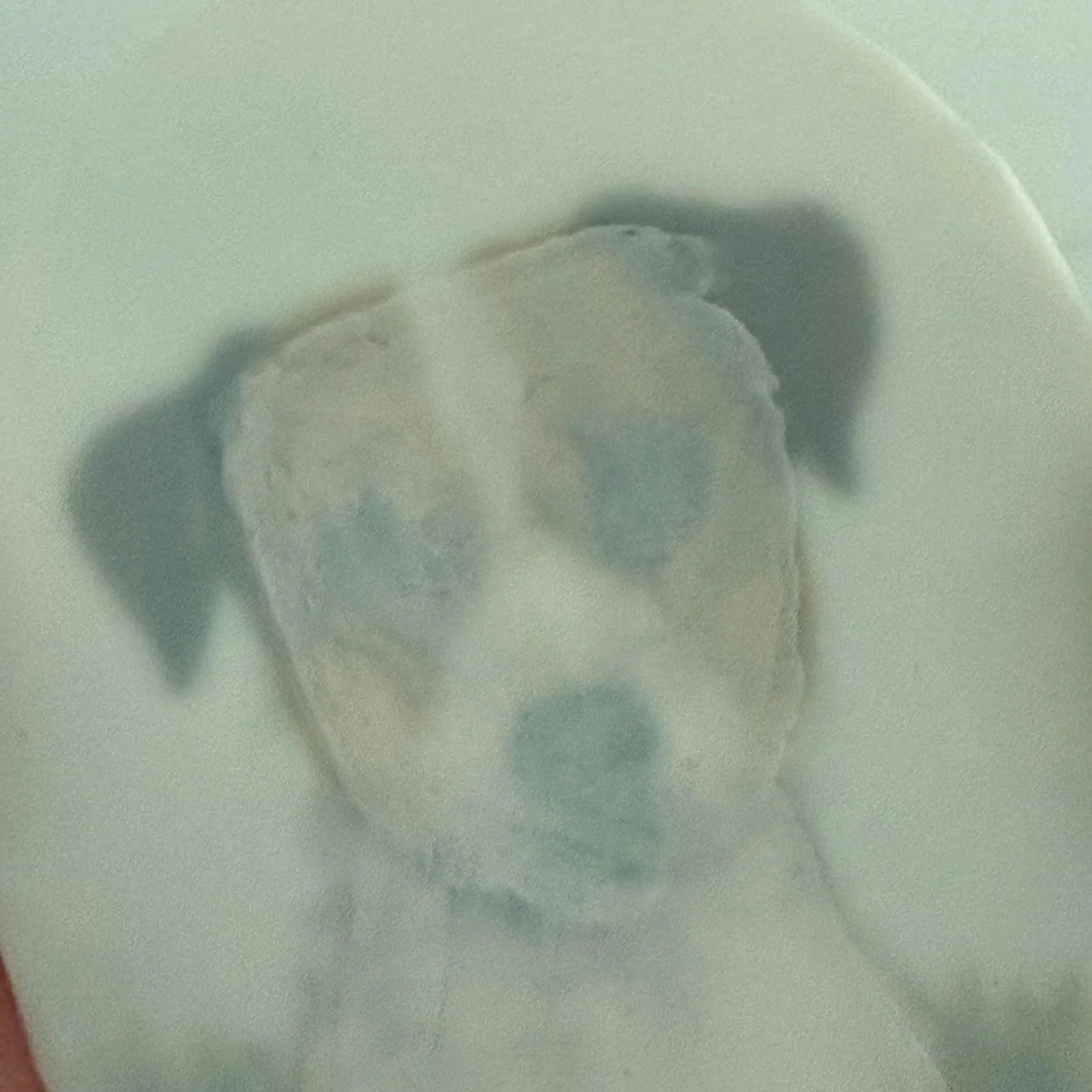 Antique Portrait Miniature of a Jack Russell Terrier - 8