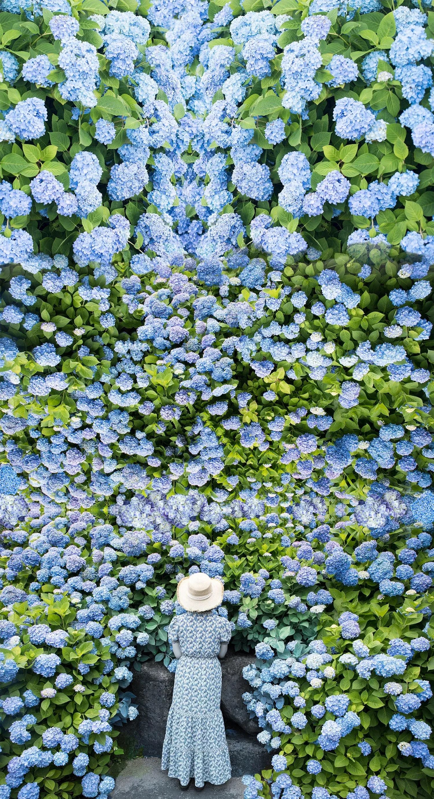 "Blue Dream (SUKOOK)" Contemporary Botanical Figurative Color Photograph by Ziesook You: No. 1 of a limited edition of 30, personally signed and certified Hot Press Bright White Heavy Smooth Matte Fine Art Paper (330 gsm) archival grade, acid-free, 100% cotton rag inkjet paper with a