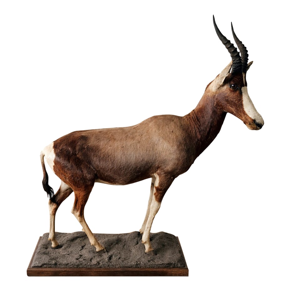 1960s Full-Body Mounted African Blesbok on Custom Base: A striking and highly sculptural taxidermy blesbok, beautifully preserved and presented as a full-body mount. Native to Southern Africa, the blesbok is admired for its elegant proportions, rich
