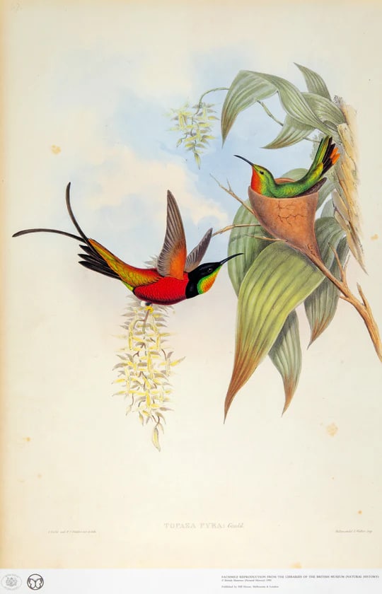 1990s Framed Prints, Set of 3, Crimson Topaz, Fiery Topaz, and Black-Capped Hummingbirds Hill House - 5