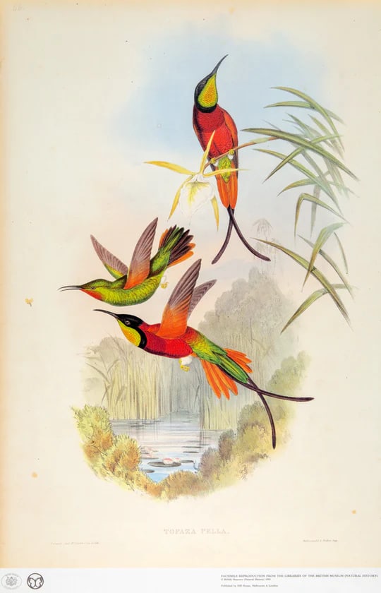 1990s Framed Prints, Set of 3, Crimson Topaz, Fiery Topaz, and Black-Capped Hummingbirds Hill House - 6