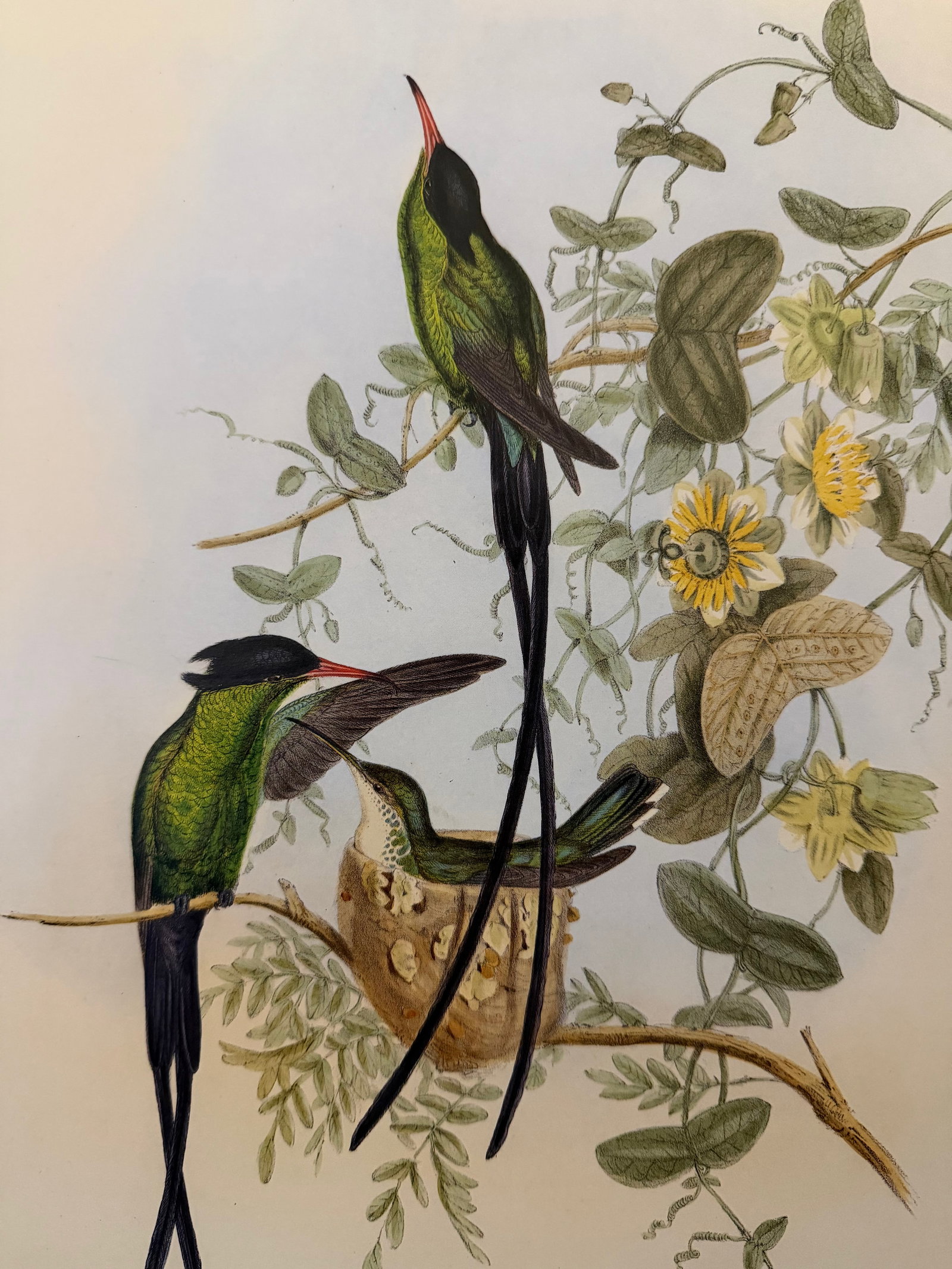 1990s Framed Prints, Set of 3, Crimson Topaz, Fiery Topaz, and Black-Capped Hummingbirds Hill House - 7