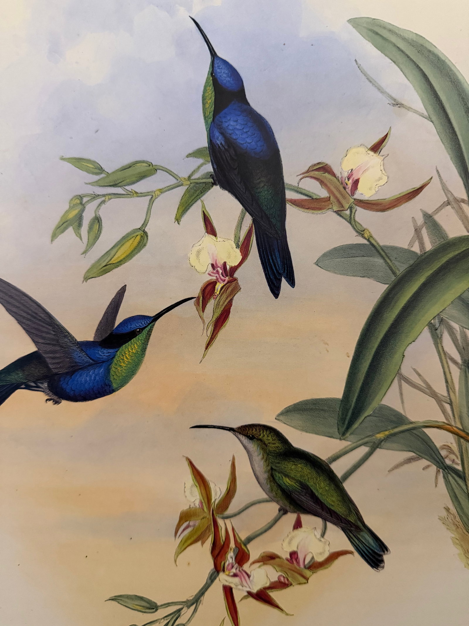 1990s Framed Prints, Set of 4, Swallow-Tail, Refulgent Wood Nymph, Black-Banded Wood Nymph, Blue-Cro - 15