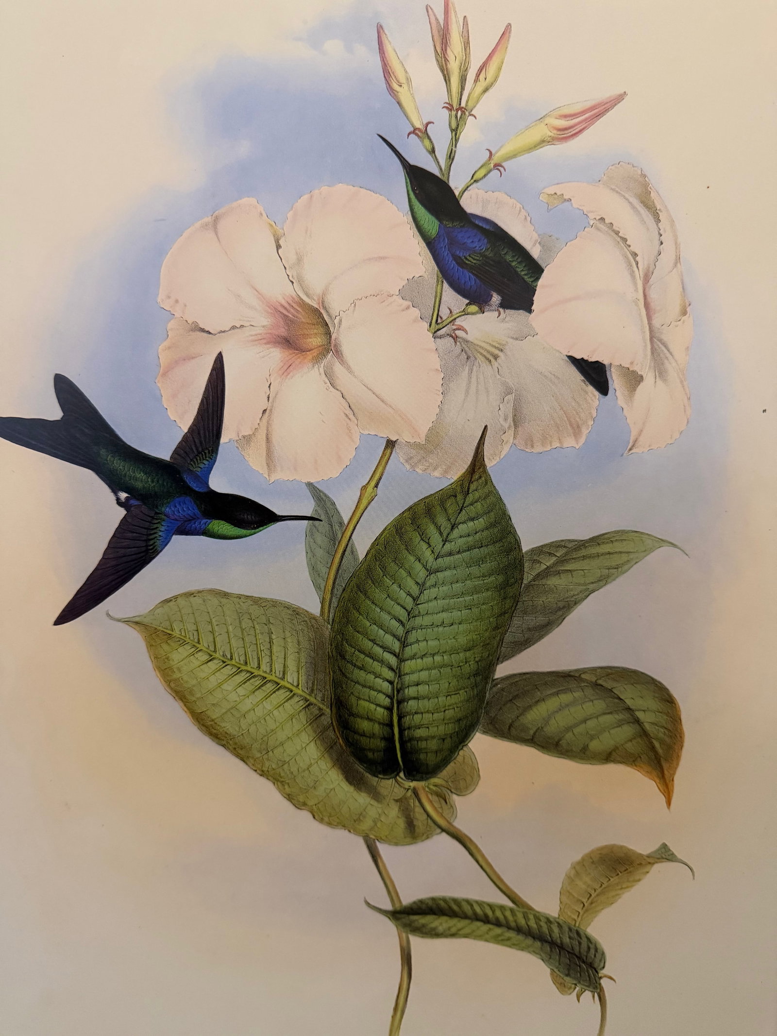 1990s Framed Prints, Set of 4, Swallow-Tail, Refulgent Wood Nymph, Black-Banded Wood Nymph, Blue-Cro - 16