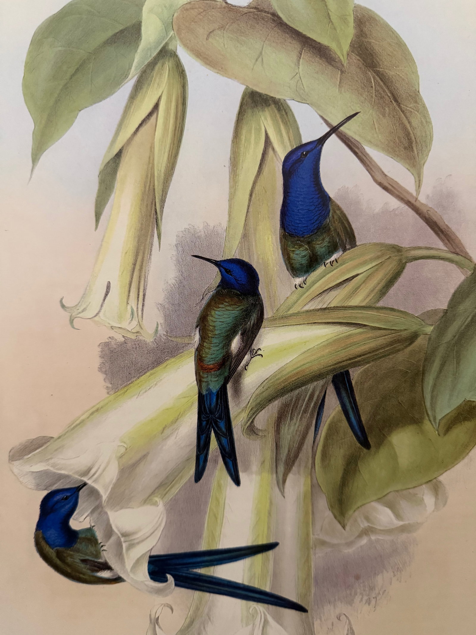 1990s Framed Prints, Set of 4, Swallow-Tail, Refulgent Wood Nymph, Black-Banded Wood Nymph, Blue-Cro - 17