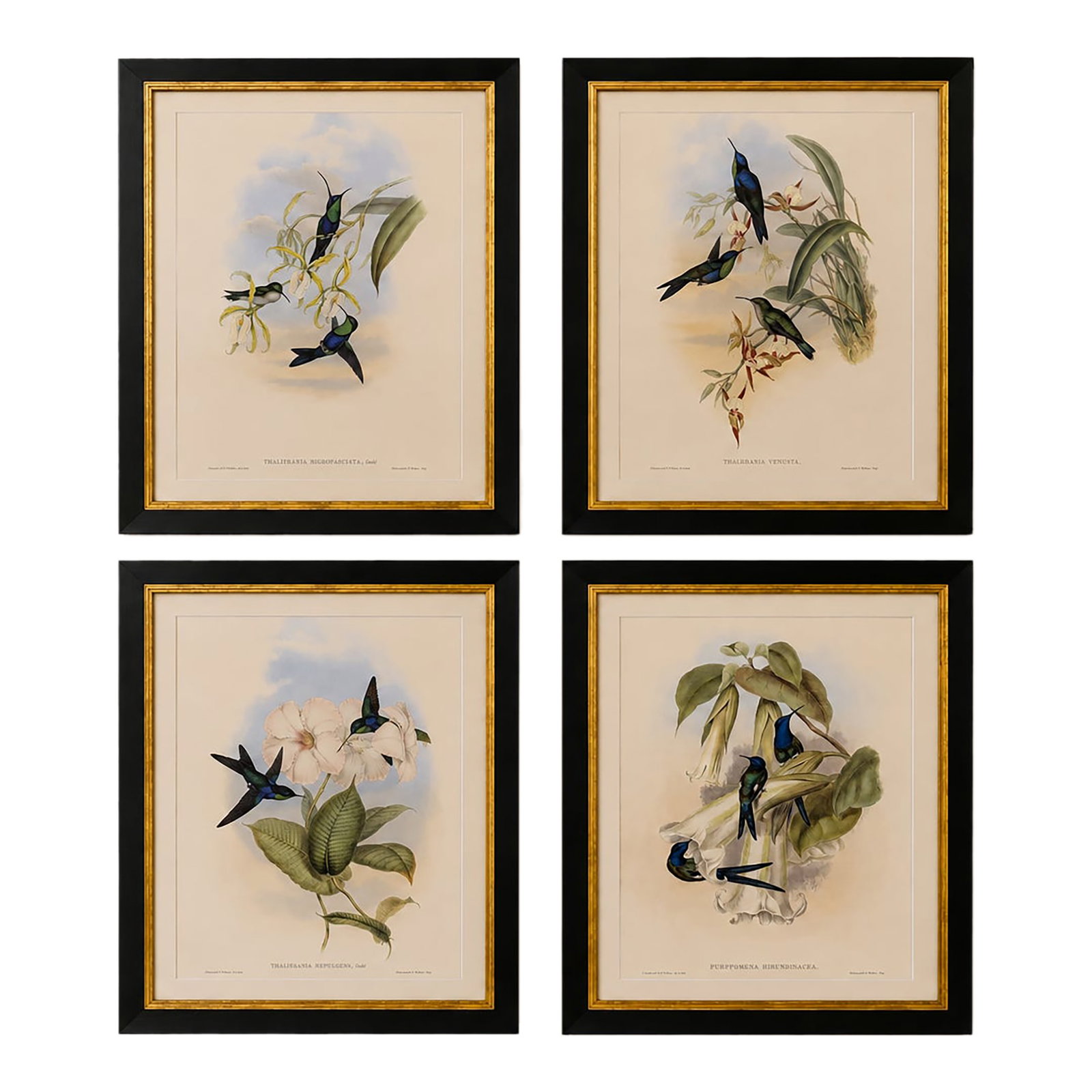 1990s Framed Prints, Set of 4, Swallow-Tail, Refulgent Wood Nymph, Black-Banded Wood Nymph, Blue-Cro: This is a special-edition facsimile of the Swallow-Tail Hummingbird (Plate 42), Refulgent Wood Nymph Hummingbird (Plate 102), Black-Banded Wood Nymph Hummingbird or Thalerania Nigrofasciata (Plate