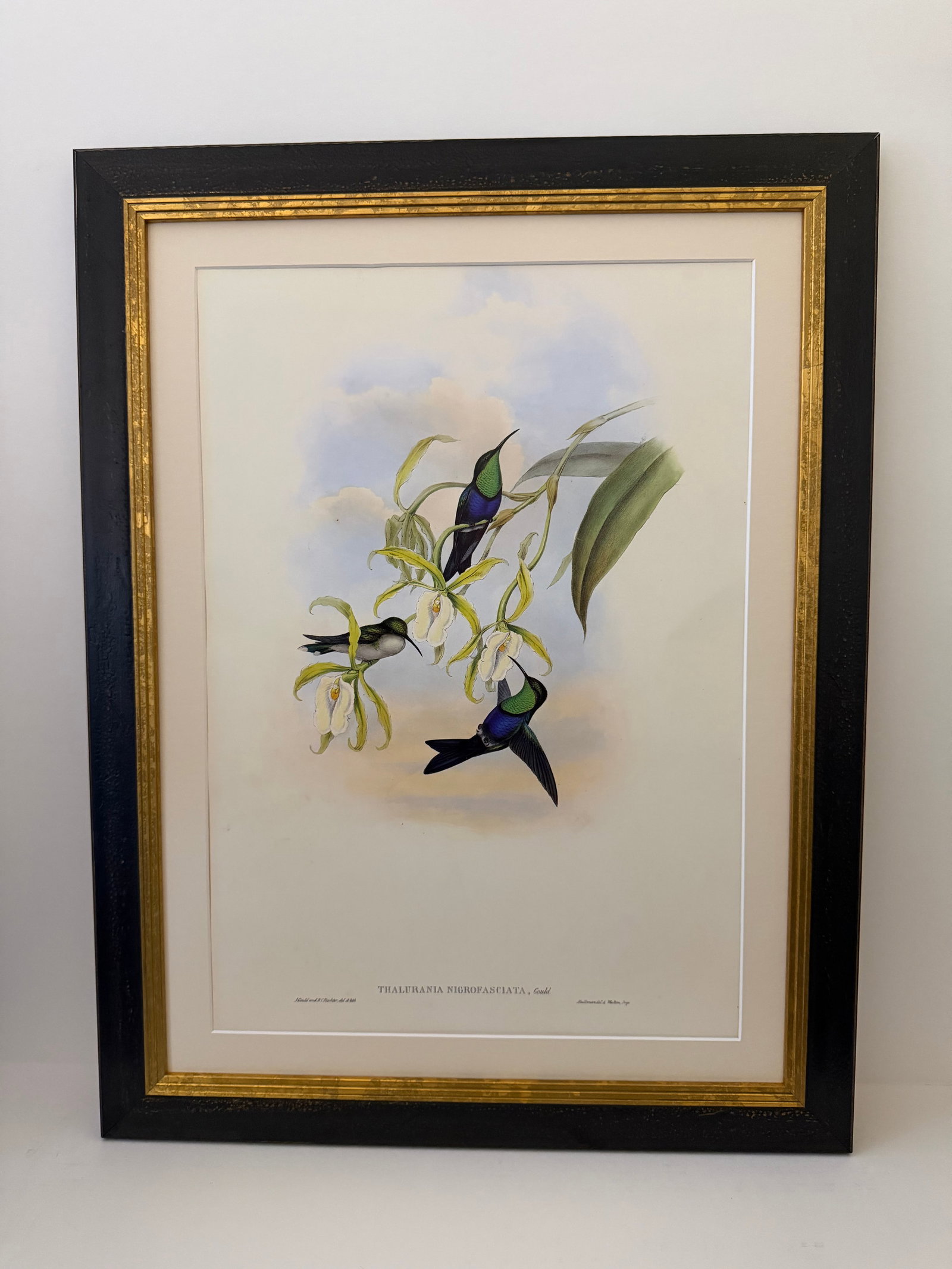 1990s Framed Prints, Set of 4, Swallow-Tail, Refulgent Wood Nymph, Black-Banded Wood Nymph, Blue-Cro - 3