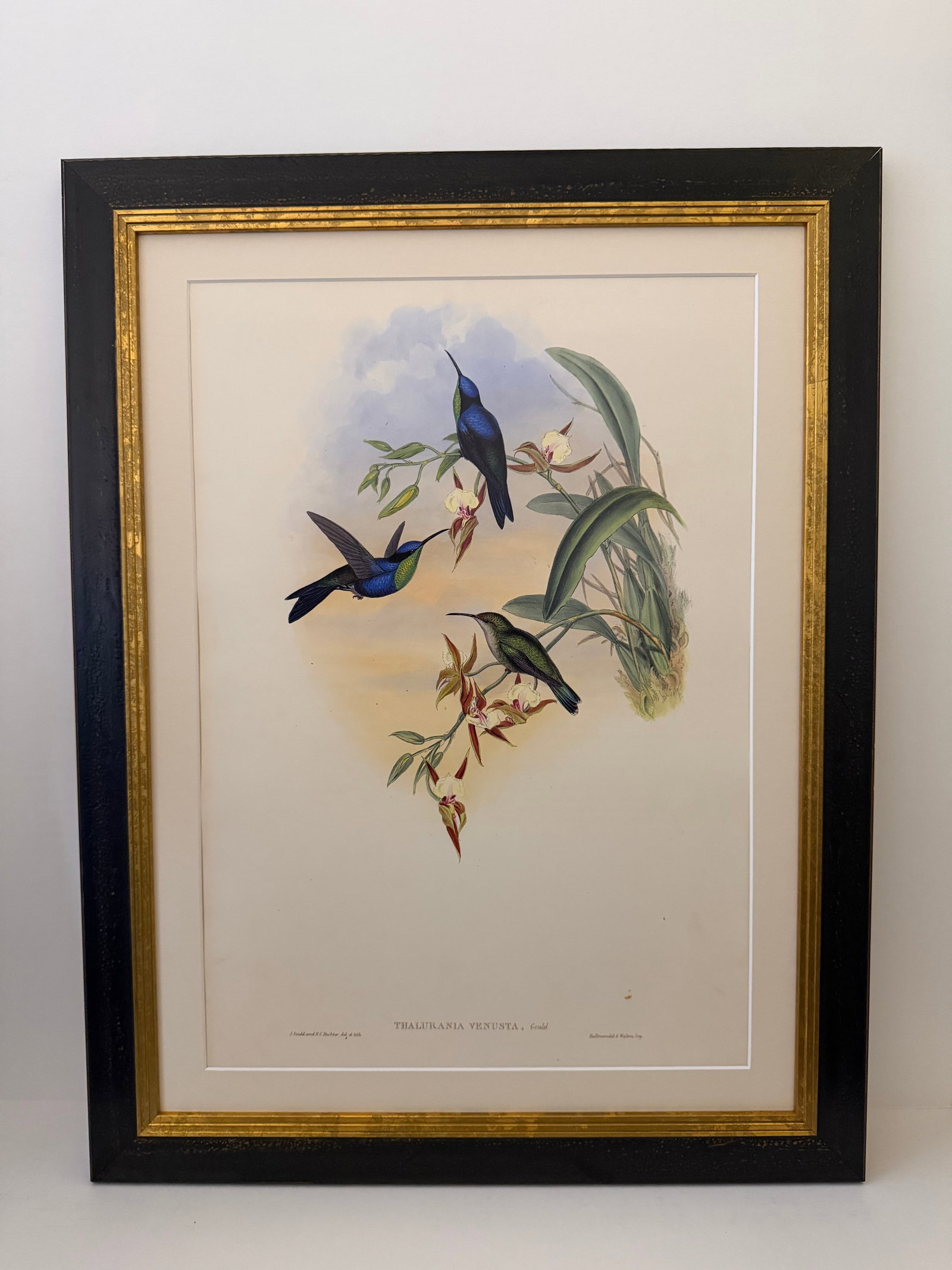 1990s Framed Prints, Set of 4, Swallow-Tail, Refulgent Wood Nymph, Black-Banded Wood Nymph, Blue-Cro - 4