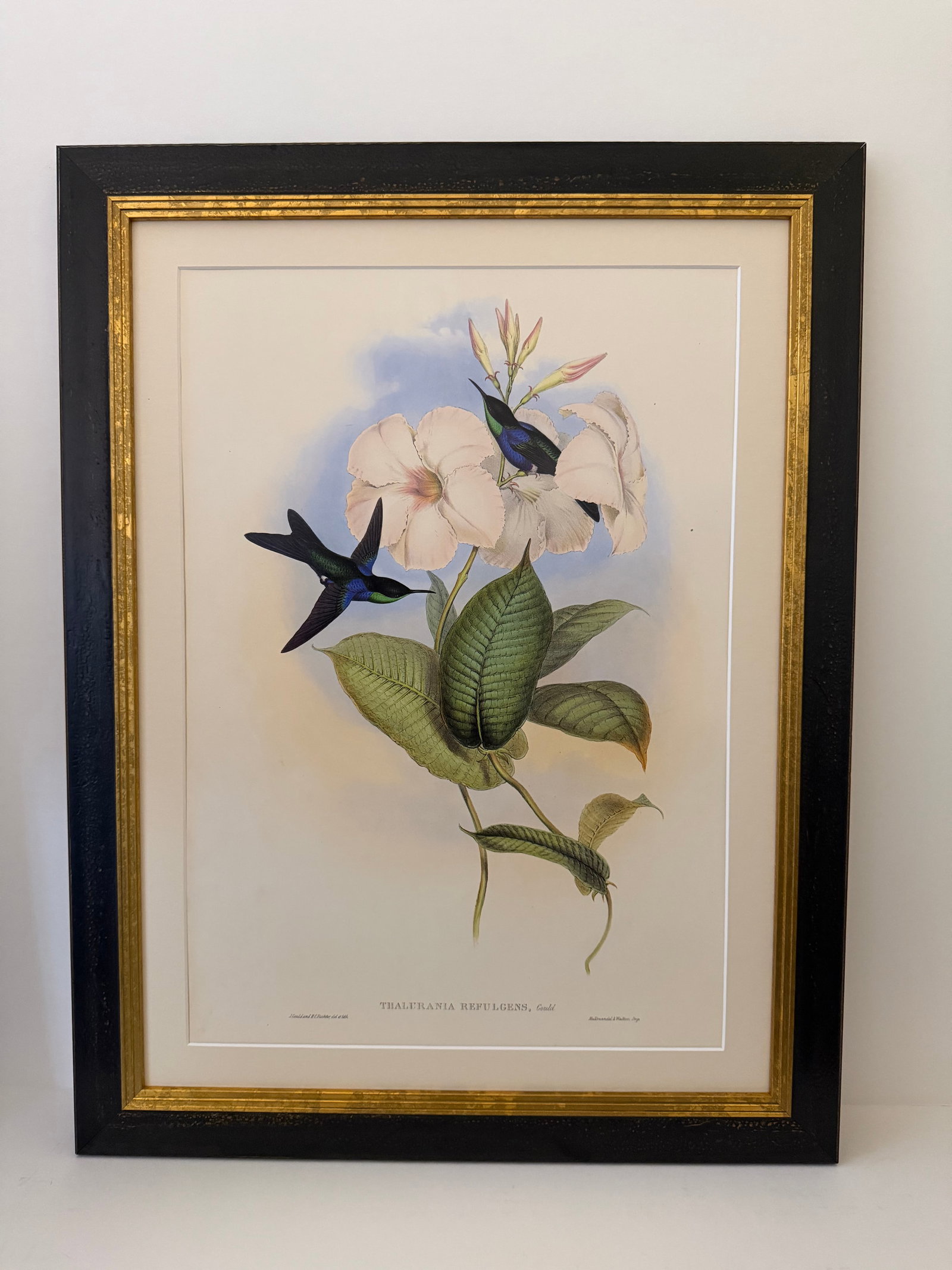 1990s Framed Prints, Set of 4, Swallow-Tail, Refulgent Wood Nymph, Black-Banded Wood Nymph, Blue-Cro - 5