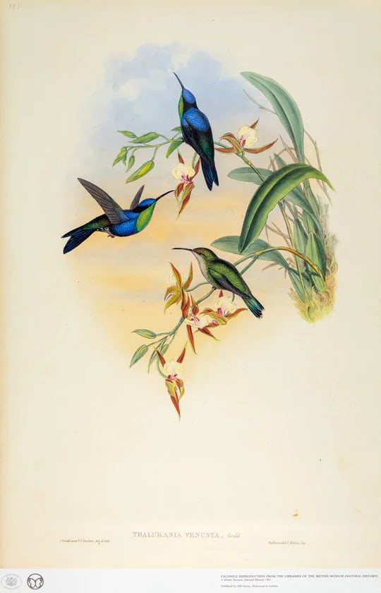 1990s Framed Prints, Set of 4, Swallow-Tail, Refulgent Wood Nymph, Black-Banded Wood Nymph, Blue-Cro - 6