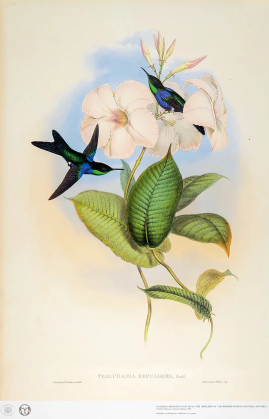 1990s Framed Prints, Set of 4, Swallow-Tail, Refulgent Wood Nymph, Black-Banded Wood Nymph, Blue-Cro - 7