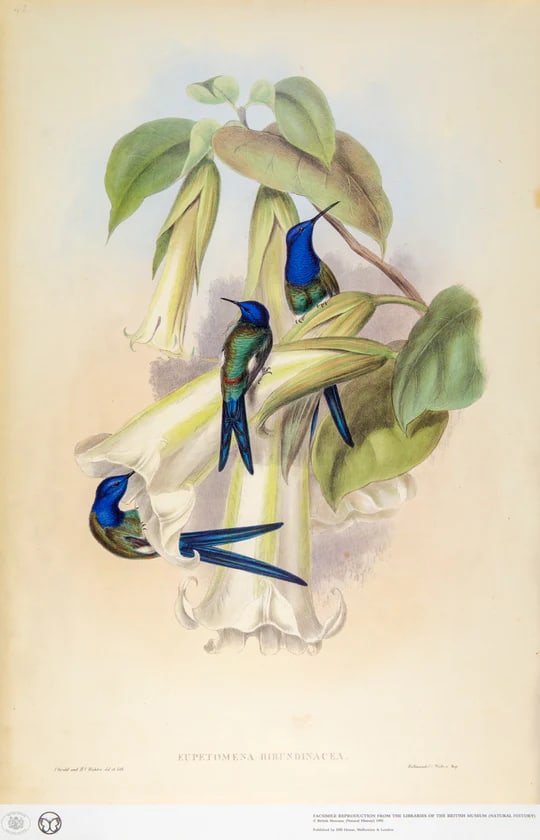 1990s Framed Prints, Set of 4, Swallow-Tail, Refulgent Wood Nymph, Black-Banded Wood Nymph, Blue-Cro - 8