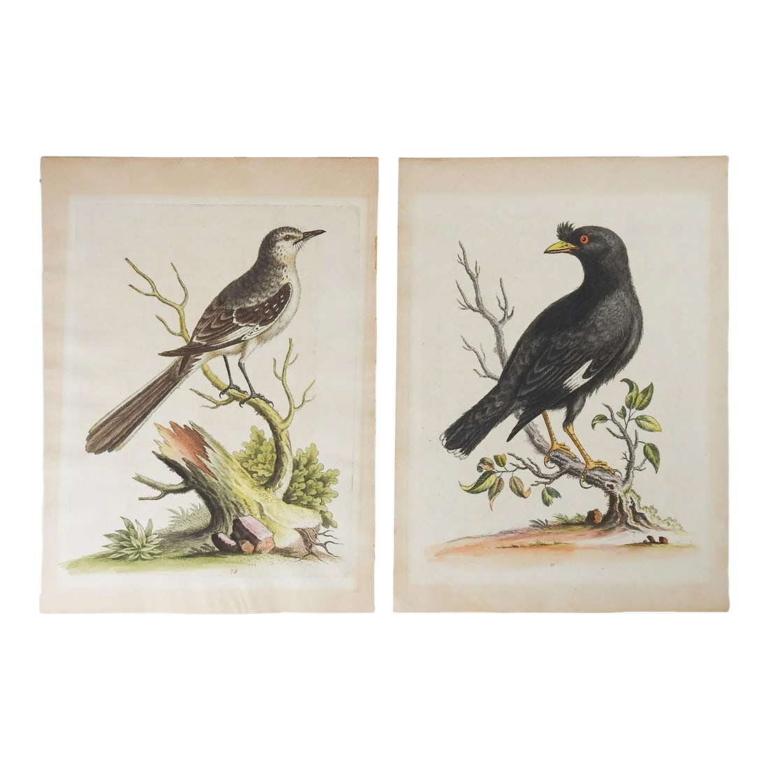 Antique George Edwards Hand Colored Bird Etchings - a Pair (1 of 5)