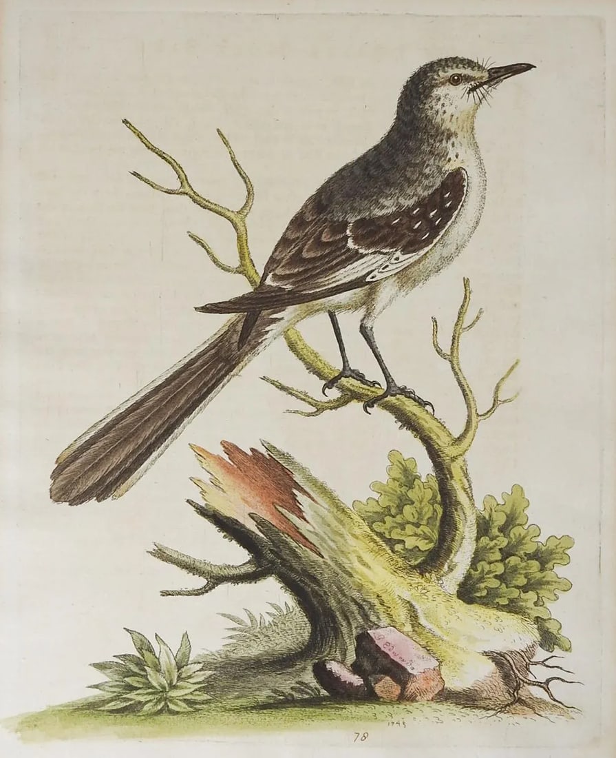 Antique George Edwards Hand Colored Bird Etchings - a Pair - 3