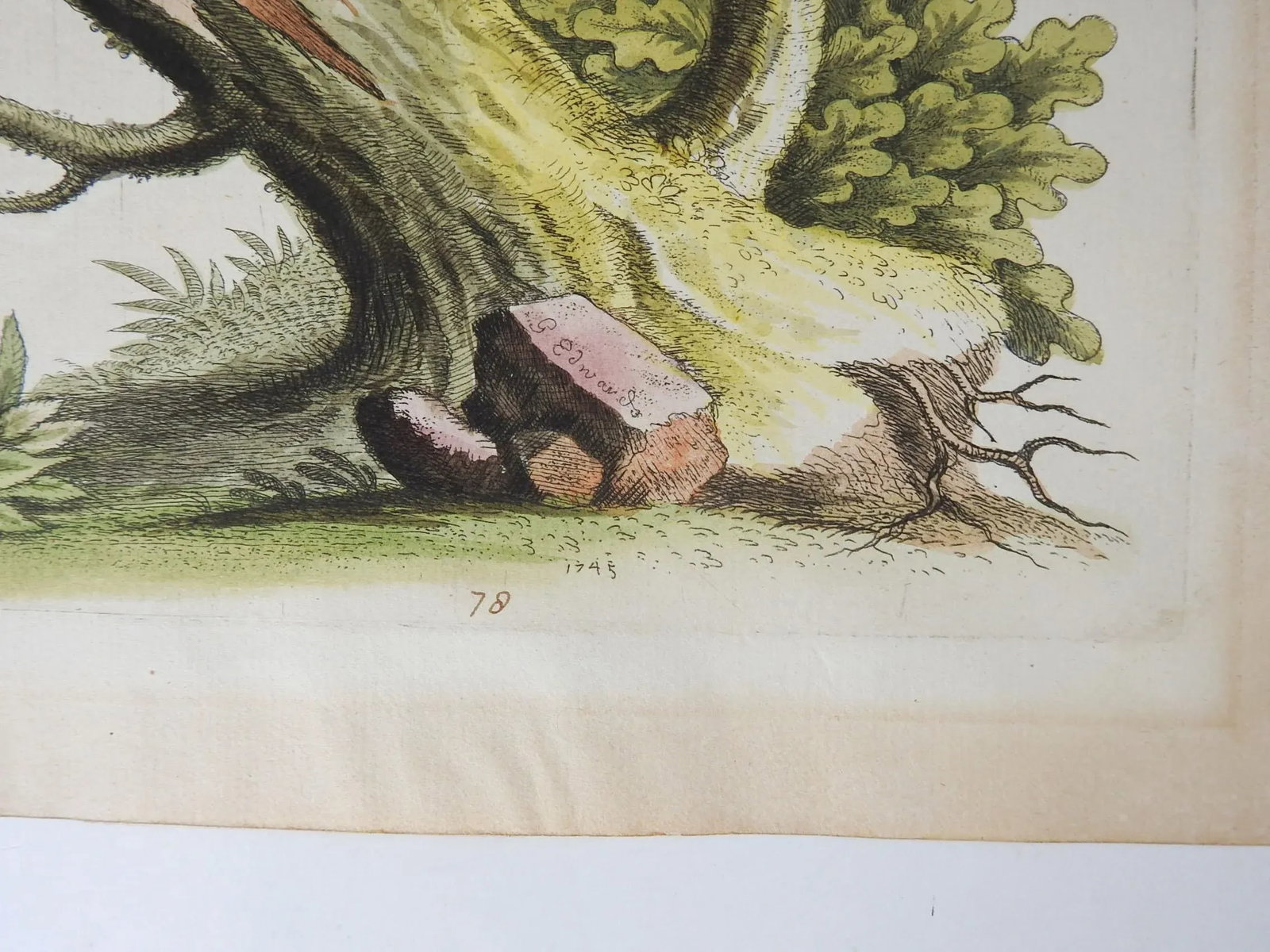 Antique George Edwards Hand Colored Bird Etchings - a Pair - 4