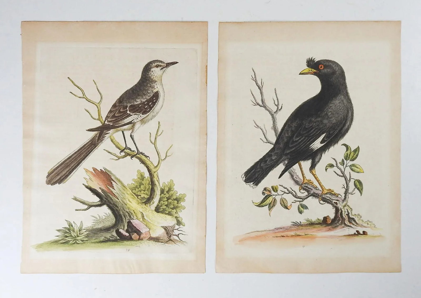Antique George Edwards Hand Colored Bird Etchings - a Pair - 5