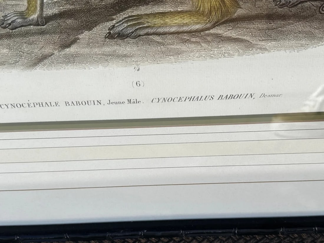 Soicher Marin Pair of Monkey Prints - 10
